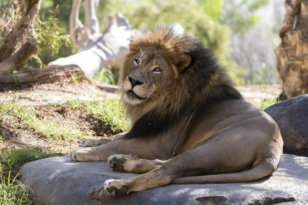 San Diego Zoo Safari Park