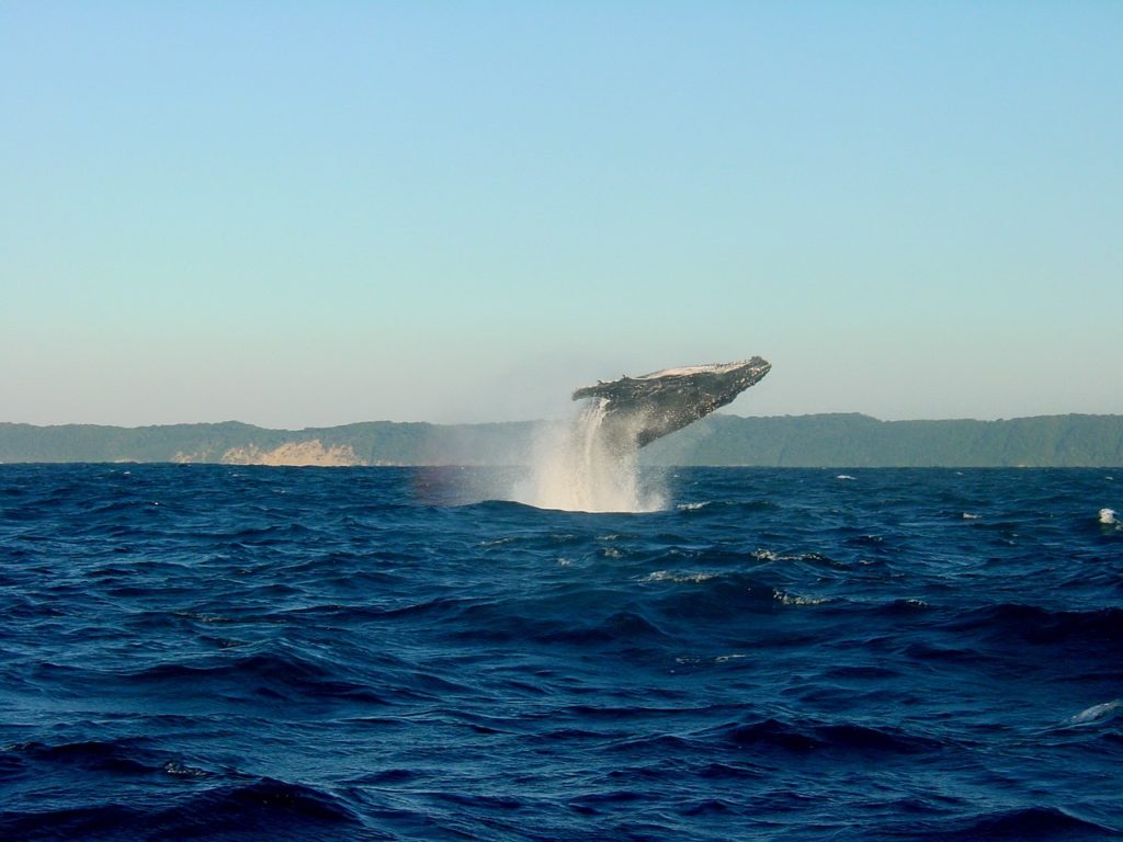 Whale Watching