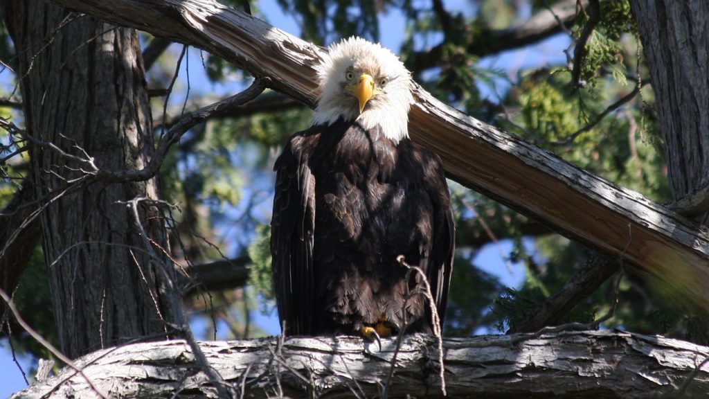 Eagle Watching