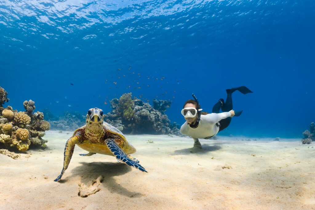 San Juan's Manatees & Turtles