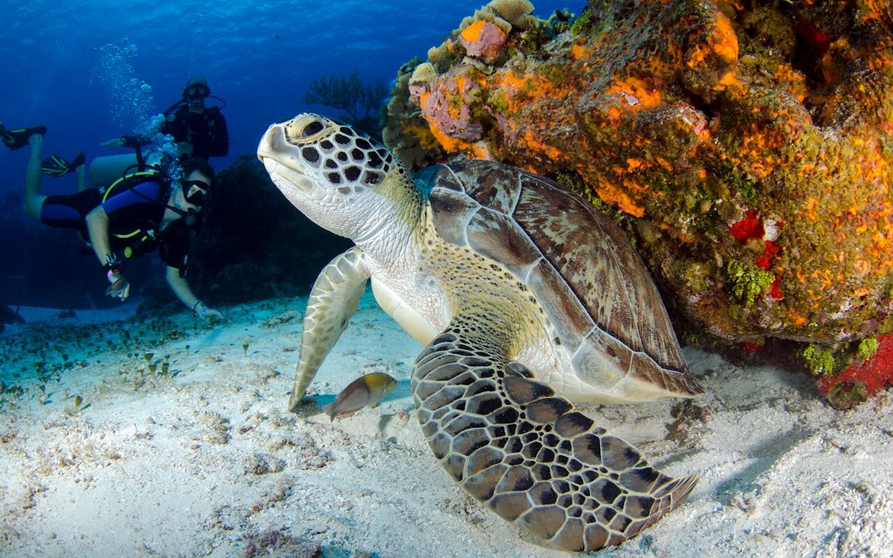 Snorkeling with Turtles