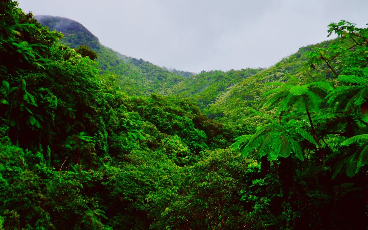 Puerto Rico's Lush Green Forests