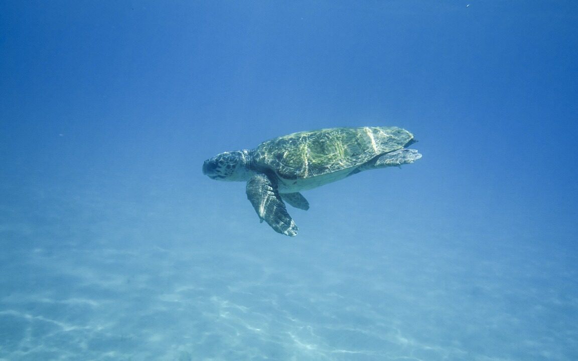 Caretta caretta turtles swimming