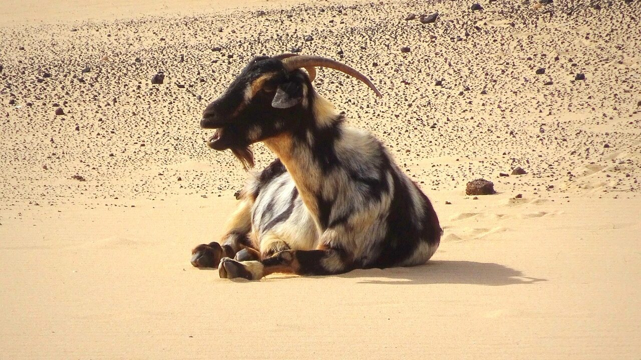 Oasis Wildlife Fuerteventura